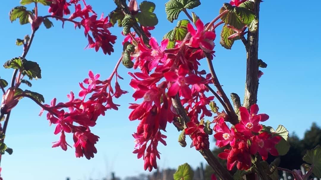 ashbrooknursery's tweet photo. Just wonderful to have been able to re-open our garden centre today! 🥀🌼🌻 Open daily, 9am-5pm🙌🏻 https://t.co/oivl1EkUTX