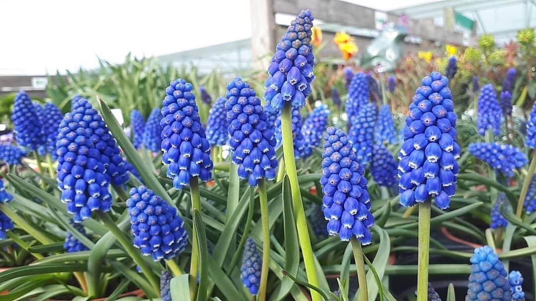 ashbrooknursery's tweet photo. Just wonderful to have been able to re-open our garden centre today! 🥀🌼🌻 Open daily, 9am-5pm🙌🏻 https://t.co/oivl1EkUTX