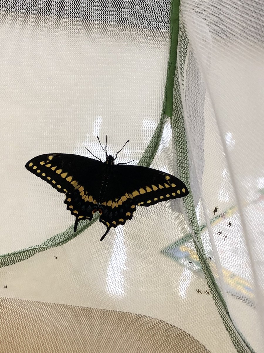 CMolinero181's tweet photo. Way back in October, our remote class had 3 black swallowtail caterpillars that made chrysalides. Only 2 hatched in October, today during Math our 3rd butterfly hatched!!! #remoterocks #kidsfirst #d181proud https://t.co/YbohA8fpgr