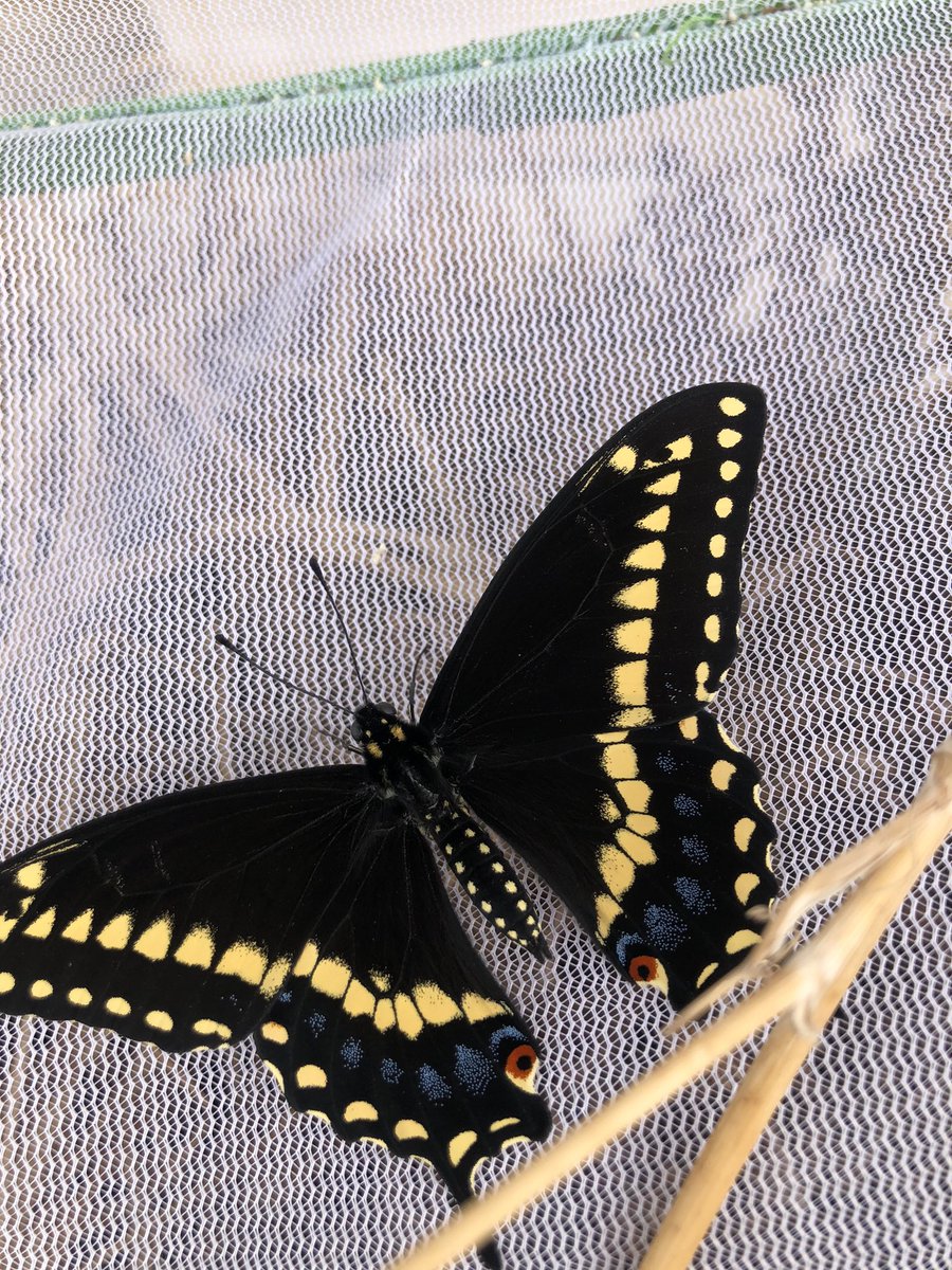 CMolinero181's tweet photo. Way back in October, our remote class had 3 black swallowtail caterpillars that made chrysalides. Only 2 hatched in October, today during Math our 3rd butterfly hatched!!! #remoterocks #kidsfirst #d181proud https://t.co/YbohA8fpgr
