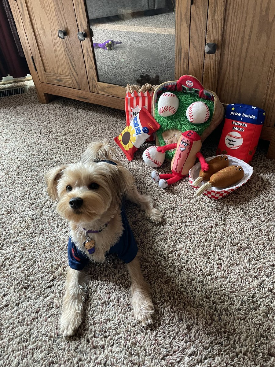 KrissyMorton's tweet photo. Phoebe is ready for the @Indians home opener!!! 

#indians #Cleveland #clevelandindians #chewy @Chewy #baseball #clevelandbaseball #baseballdog https://t.co/MmDNZg0LBx