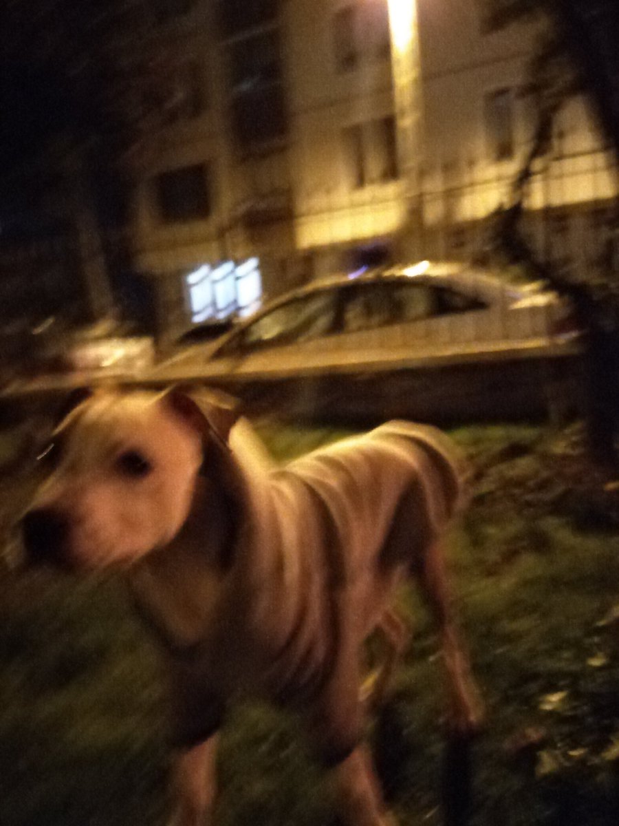DogFio's tweet photo. Serserilik bizim işimiz 👇 https://t.co/XaVbaZhAKK