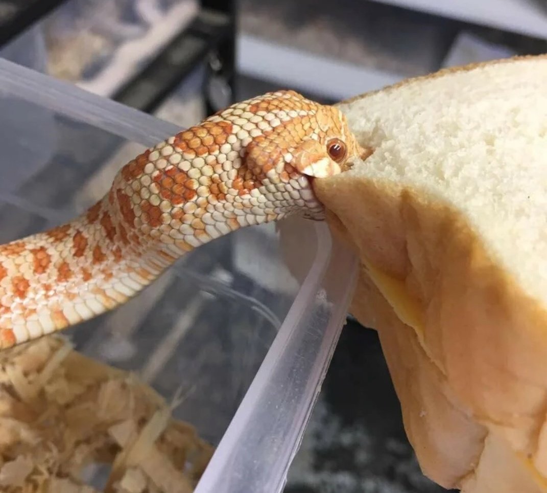 pic Danger Noodle Pfp twitter