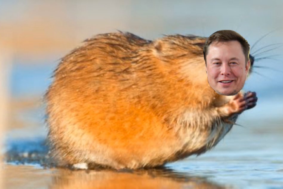 john_prcela's tweet photo. Elon muskrat https://t.co/SJyAA15BqJ