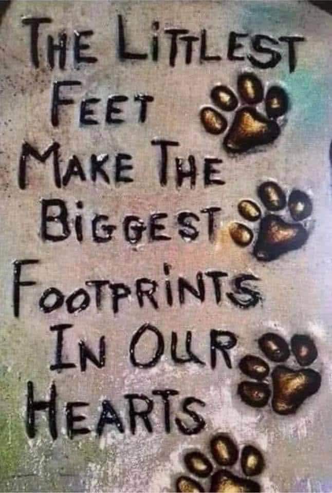 Resqmuttt's tweet photo. #ResQMutt 
#Rescue
#Mutt
#RescuePup
#RescueDog 
#RescuePuppy
#Peaches
#Patches
#chiweiner
#chiweenie
#SoftPuppies 
#doxie 
#goldenWeiner 
#dachshund 
#chichi 
#chihuahua
#chihuahuasOfTwitter
#dachshundsOfTwitter
#muttsOfTwitter
#Arizona
#ArizonaDog
#DogsOfArizona
#adoptDontShop https://t.co/yao0rpfg3E