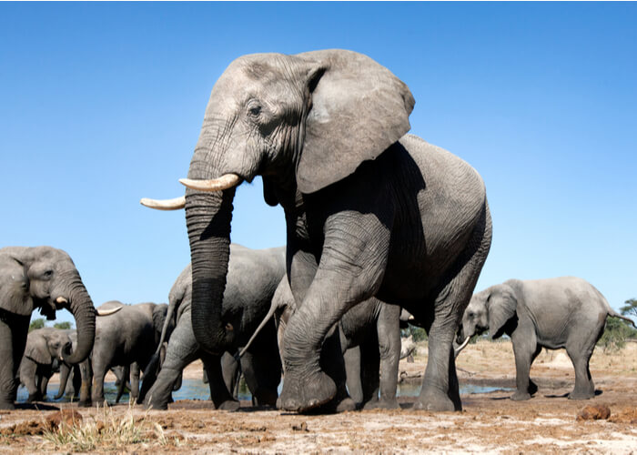 PangeaES's tweet photo. ¿Has pensado alguna vez por qué elegir #Botsuana como destino para hacer un safari en África? 🐘

¡Te lo contamos en nuestro #BlogPANGEA! ➡ https://t.co/fAX5kTEe9U

¿Y tú? ¿Has estado? ¡Te leemos! 😜 https://t.co/uste3vJdNC