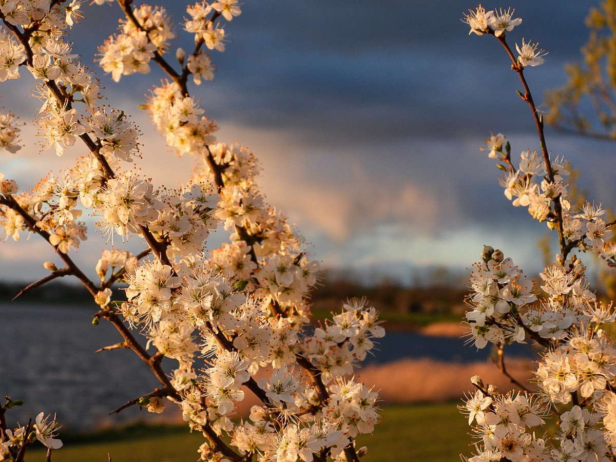 Sue Billcliffe tweet media