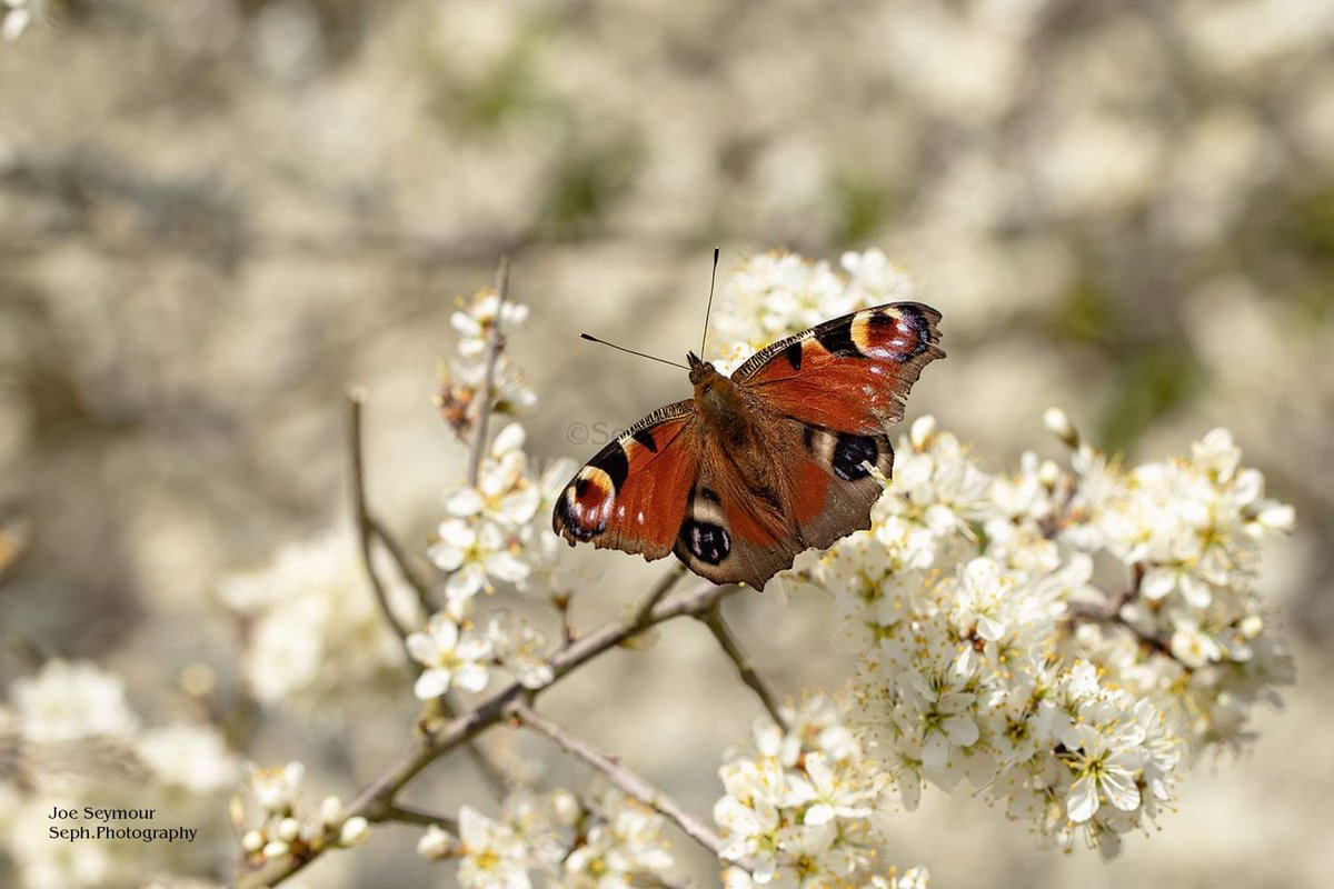 SephPhotography's tweet photo. Peacock Butterfly 
Yesterday the sun was warm which showed as there were quite a few insects about, unlike todays cold and blustery weather. 

@Canon #6dmk2 #100mmISUSM

@RSPBAireValley @Natures_Voice @FairburnBirders @BC_Yorkshire @BBCSpringwatch https://t.co/feEpJ1w5FT