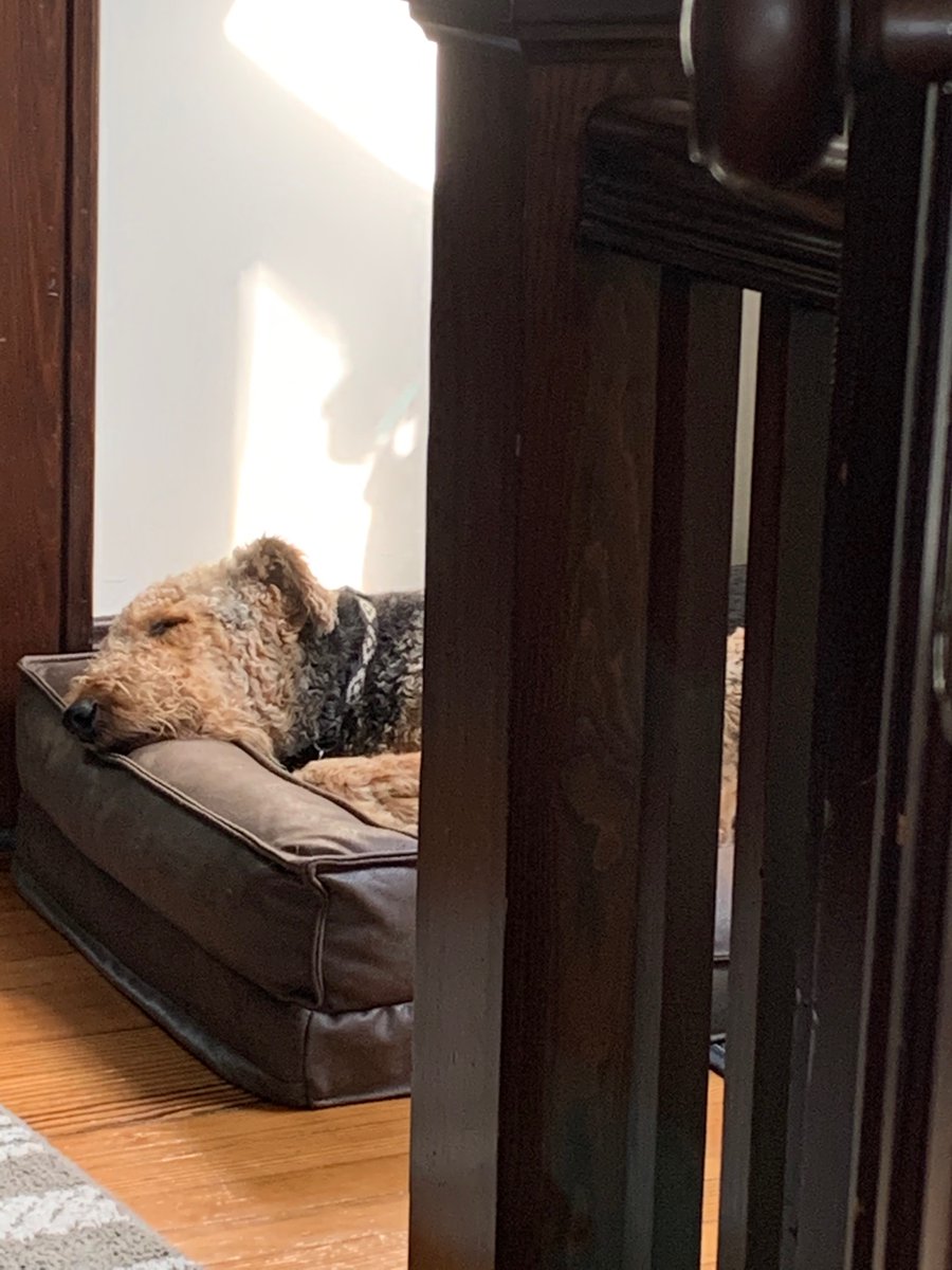 learninglis's tweet photo. 🎶 What do doggies dream of when they take a little doggie snooze 🎶 https://t.co/uGTC5ONL4s