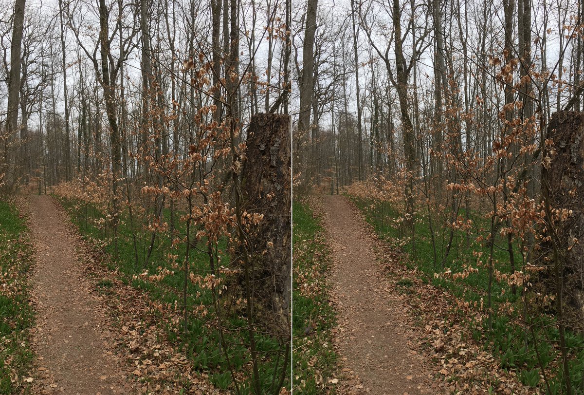  #waldszenen 20210405Browse this thread to see the same forest spot change from day to day ... Double mounts are  #3D. To test this experience:  https://twitter.com/mweiss_tue/status/1373970623739879425?s=20