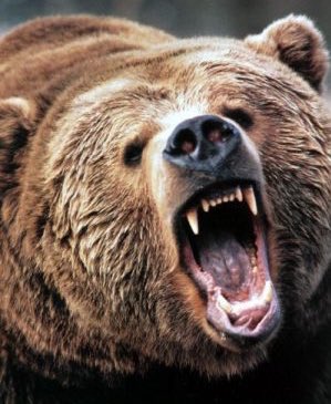 alifarhat79's tweet image. Bears

What they think           What they 
they are:                        actually are: