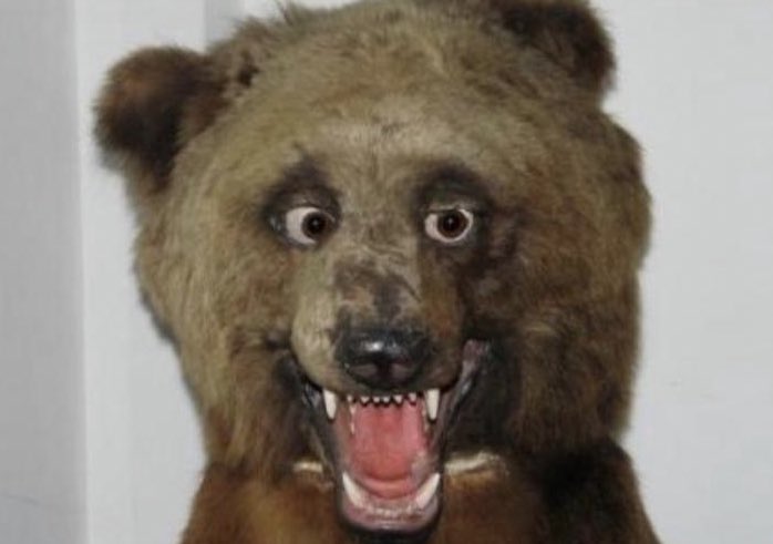 alifarhat79's tweet image. Bears

What they think           What they 
they are:                        actually are: