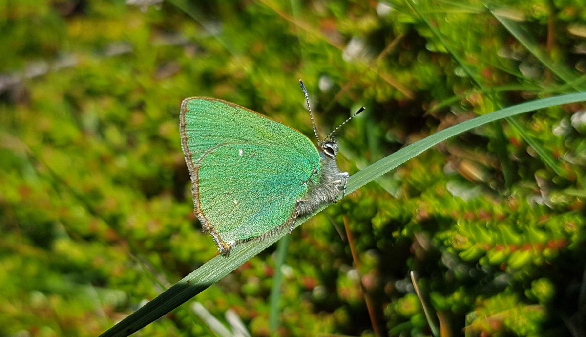 GlengarriffWood's tweet photo. First Green Hairstreaks of the year seen in West Cork this weekend. One of our less common butterflies, it occurs in discrete colonies in areas with scrub, heath or bog. Its caterpillars feed on species such as gorse, bird's-foot trefoil and cross-leaved heath #butterflies https://t.co/h7HlhNNTvW