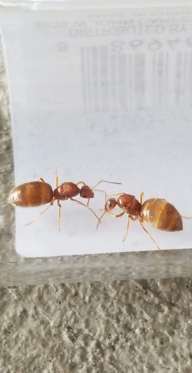 RanBake's tweet photo. @AntsCanada I think I caught my first queen. I separated them into their own test tubes. https://t.co/53SvXxBhhv