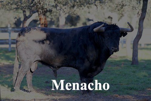 Menacho tweet media