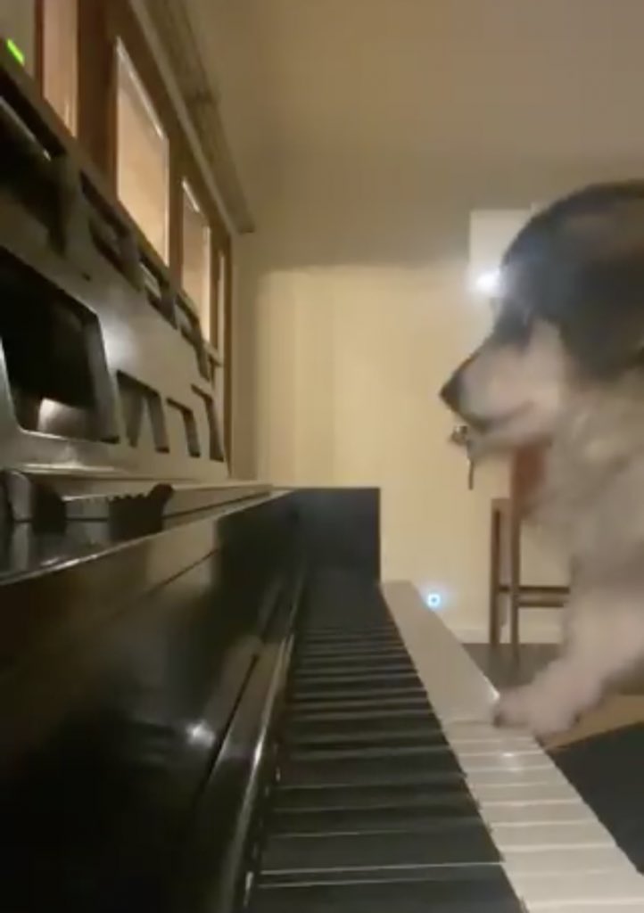 we all know that calum only can play the piano because duke taught him