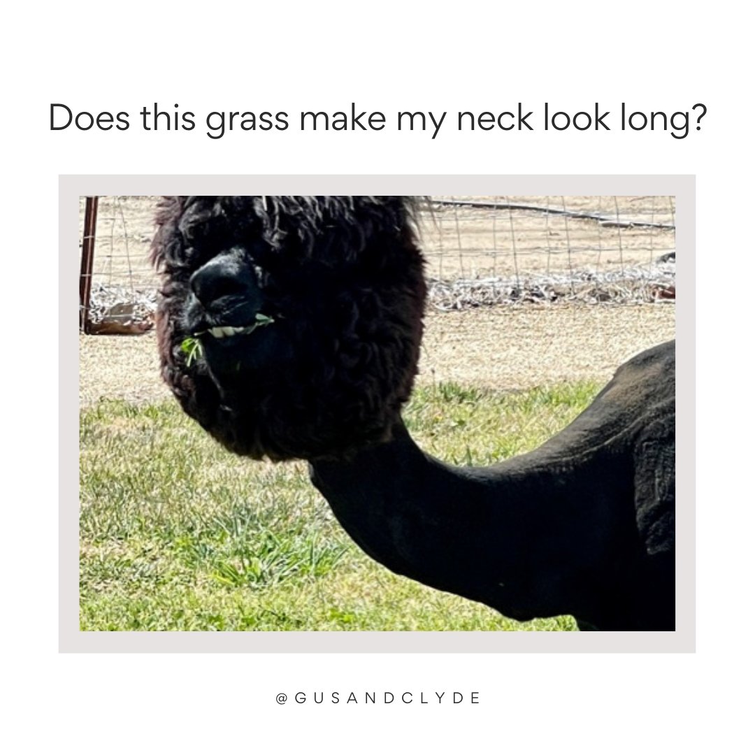 gus_clyde's tweet photo. It’s not the grass that makes you look long. It is the long that makes you look long! https://t.co/ja42OiNBlH