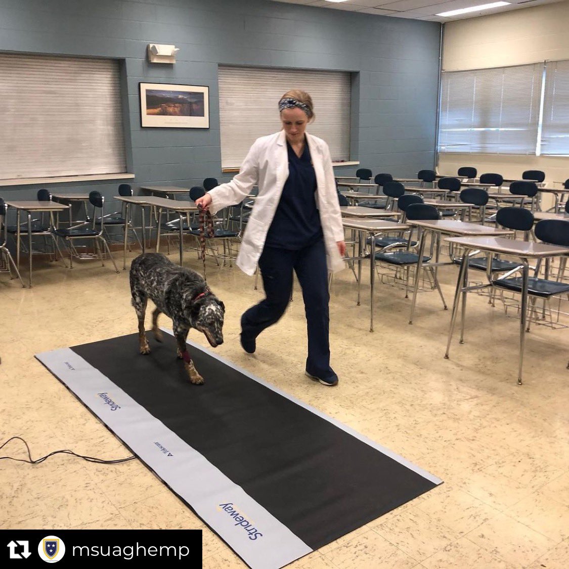 Senior Presidential Fellow, Cristen Shaw, has been conducting undergraduate research regarding the efficacy and safety of hemp-derived CBD Oil as a pain-reliever in arthritic dogs. 

#murraystate #murraystateuniversity #murraystateagriculture #murraystatehemp #hemp #cbd #cbdoil