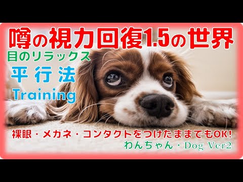 Syunaki チワワが好き新着動画更新 目が良くなる映像 平行法 犬 Ver2 カワイイ 映像を見ることによるリラックス効果 毛様体筋のストレッチ 目のコリをほぐす 裸眼 メガネ コンタクトをつけたままでもok 視力回復 改善 T Co