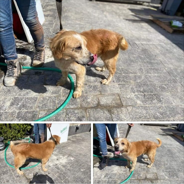 Meryypopinss's tweet image. Ens hem trobat este gos per la zona del Pla (Rafelguaraf). No porta collar, si és d'algú, que es pose en contacte en mi. Si compartiu hem faríeu un gran favor, gràcies!!♥️