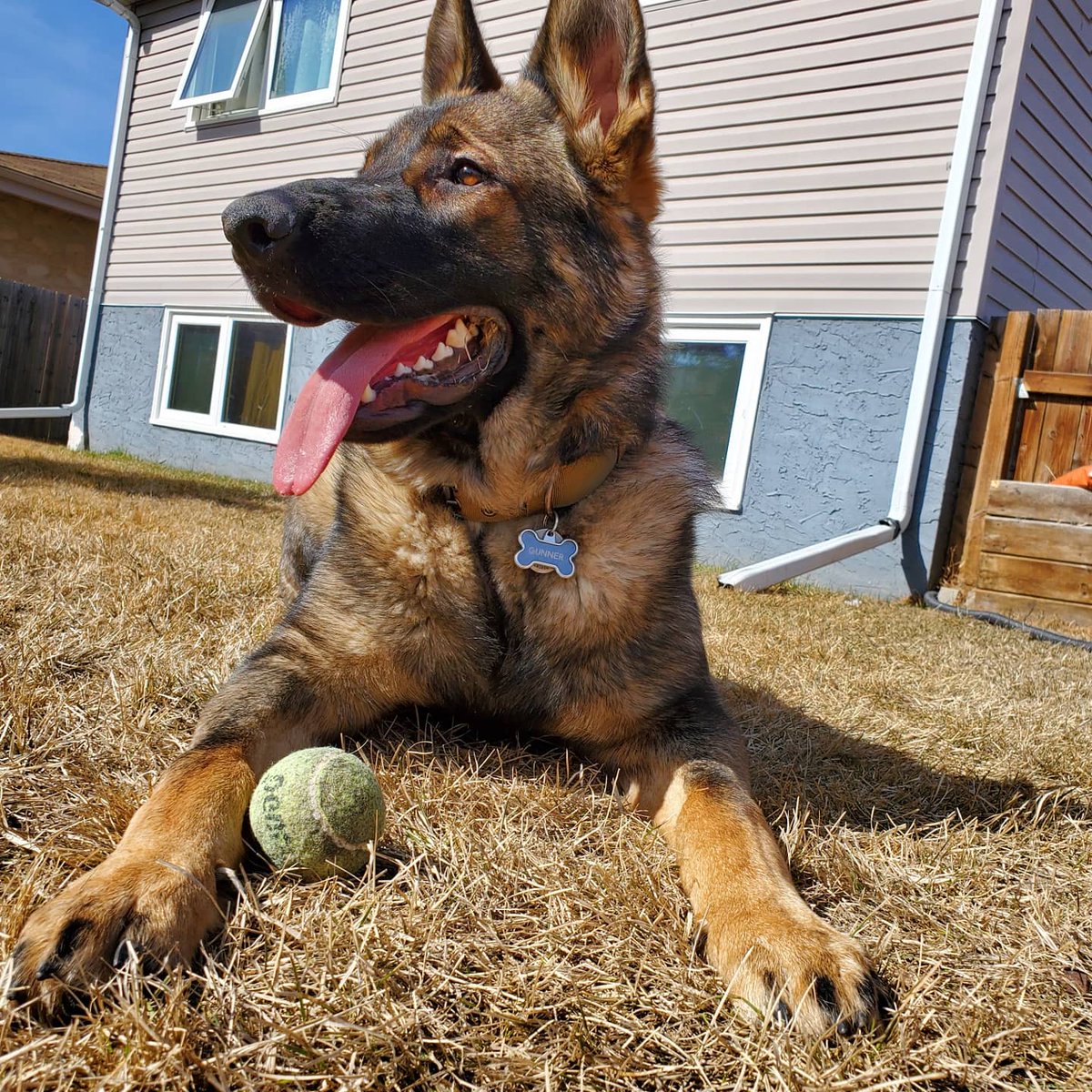 gunner_with's tweet photo. Having a fun day playing with my favorite ball. https://t.co/hDwPkvG0kY