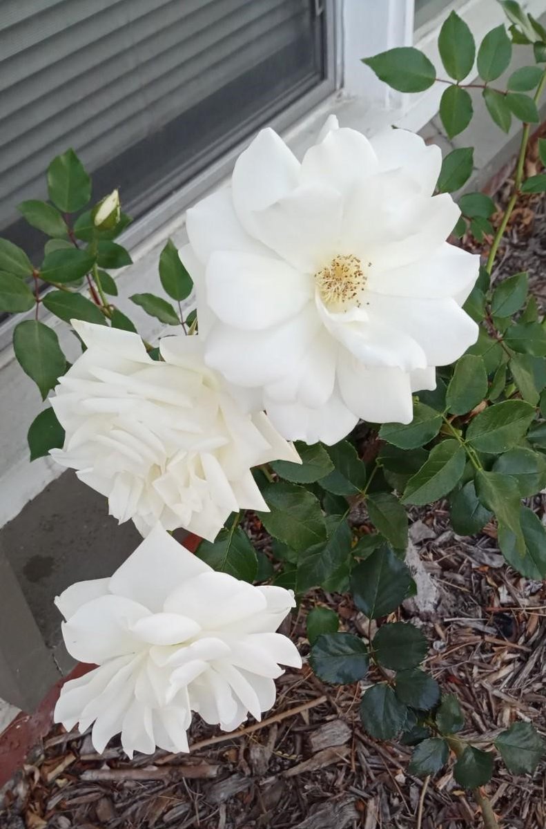 Writermagik's tweet photo. My yard is blooming. Happy Spring! #flowers #roses🌻🌹🌼🌺 https://t.co/f6CR6P5YA9