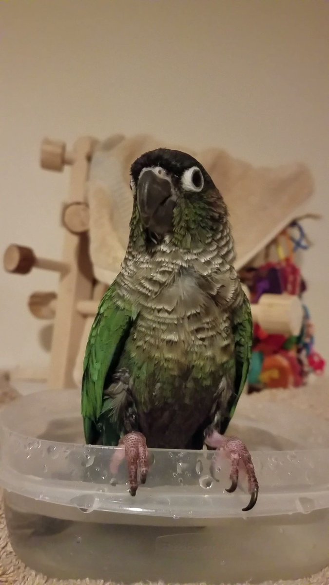 One bath bowl is not enough for me, so I also bathed in my drinking water. The human does not understand. 🙄

Sassy bath leggies~