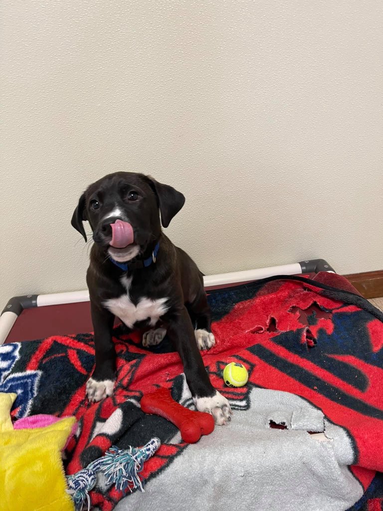 SRAHUSA_COM's tweet photo. I spent some time searching for my first SRAH dogs today. We have raised almost enough to adopt Lacey and Tux! I think getting started in training and creating more content may be the fastest way for us to grow! https://t.co/oplCU7Njse