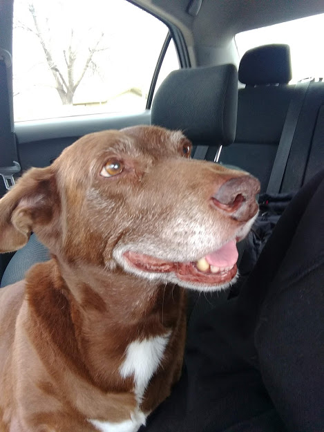 monad1010's tweet image. While his doctor was visiting my baby had another episode, and I didn&apos;t want him to suffer again, so we decided give him the last injection.
He passed away peacefully in my arms.
Good bye my best friend!
😢😢