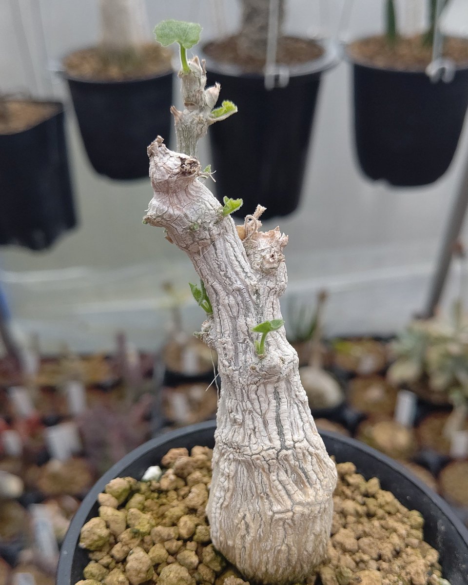 ট ইট র オマメプランツ Corallocarpus Welwitschii 南アフリカと周辺に生えている 厳つい肌のウリです 暖かさをキャッチして起床です 今週末 寒の戻りがあるので 皆様気を引き締めていきましょう オマメプランツ 多肉植物 京都 多肉植物販売 塊根 植物