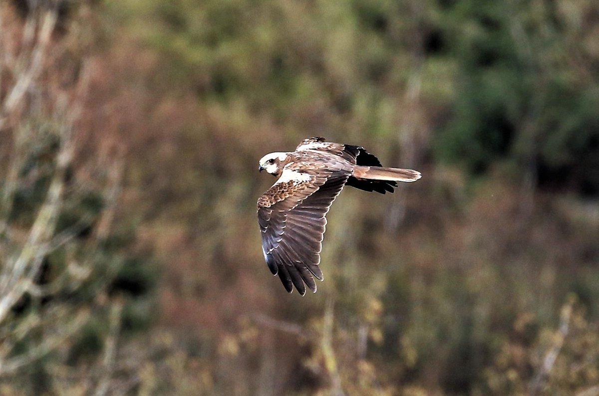 RuthWat00858506's tweet photo. What a fabulous sight. Marsh Harrier seen late afternoon at Amwell. @AmwellBirding @HMWTBadger @Hertsbirds @Natures_Voice https://t.co/2RXVmVALX6