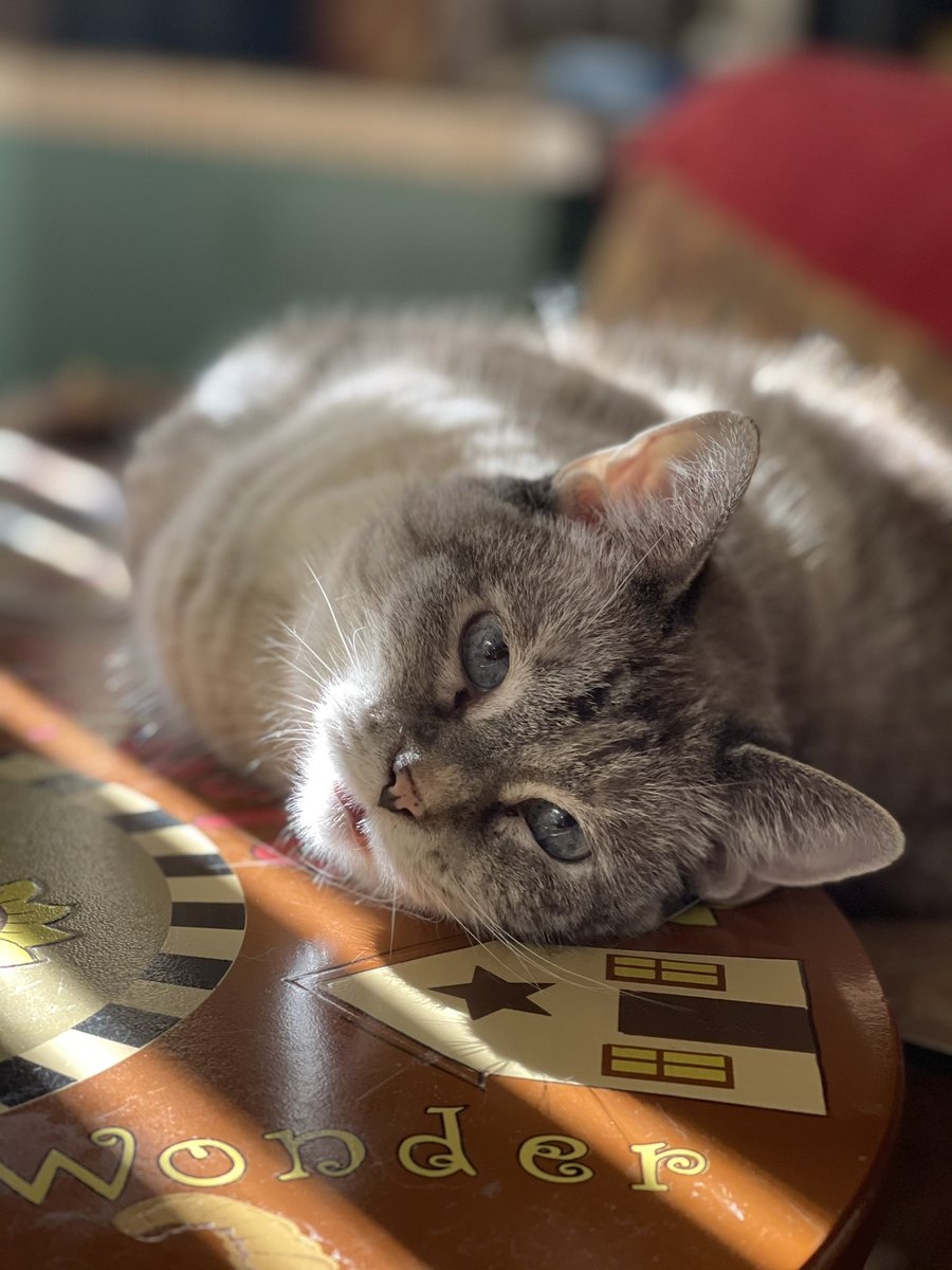 CptPuffy's tweet photo. Monday’s are hard even for Peach 🍑 https://t.co/gmccfUgaV4