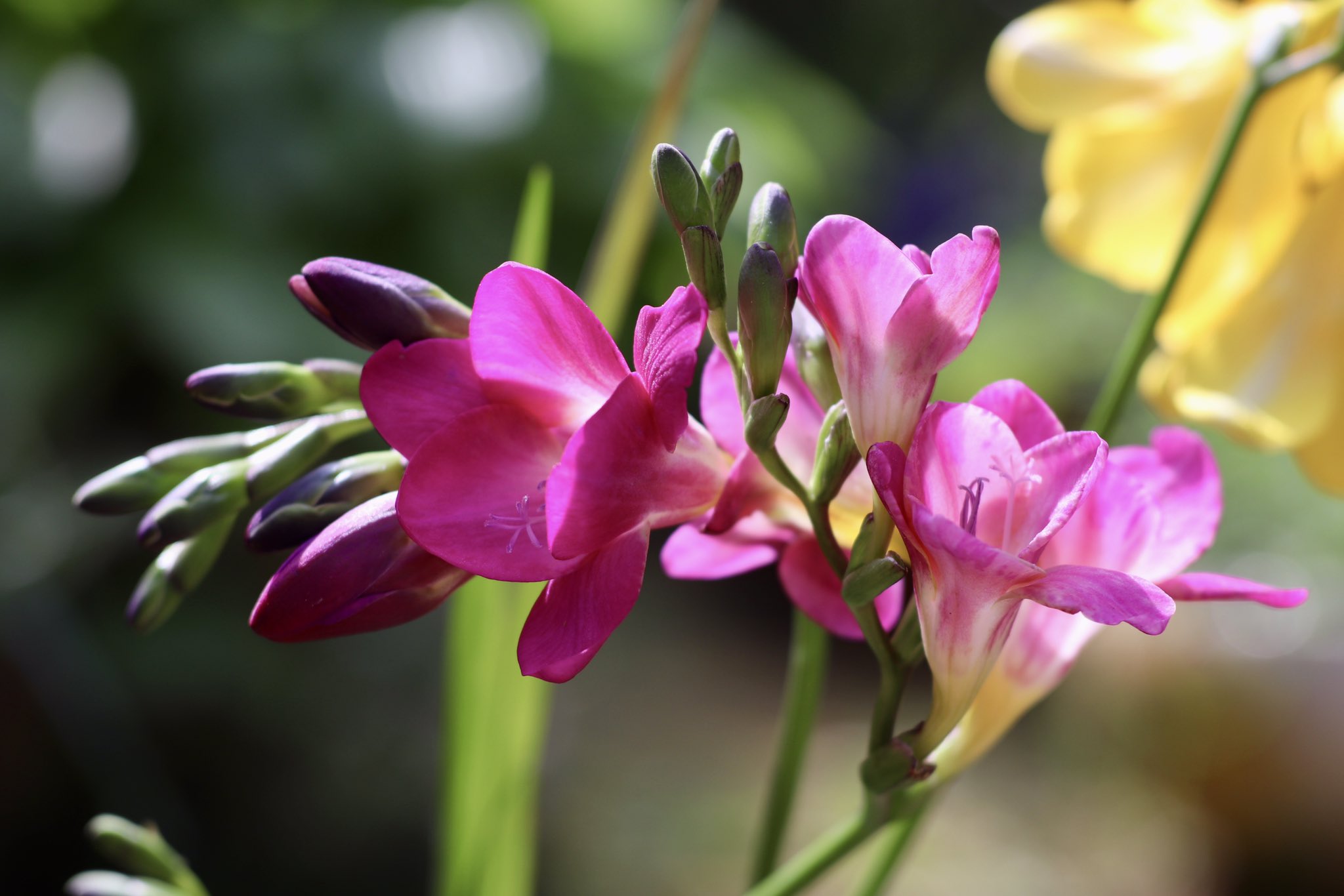 えり おはようございます 一昨年からの更新で良い仕事ぶり アフリカ原産だから冬は軒下が良い 鹿児島 種子島 産 私の庭の フリージア 甘くて爽やかな香り 今年は黄色だけでなく他の色もよく香るような アヤメ科フリージア属 Iridaceae Freesia