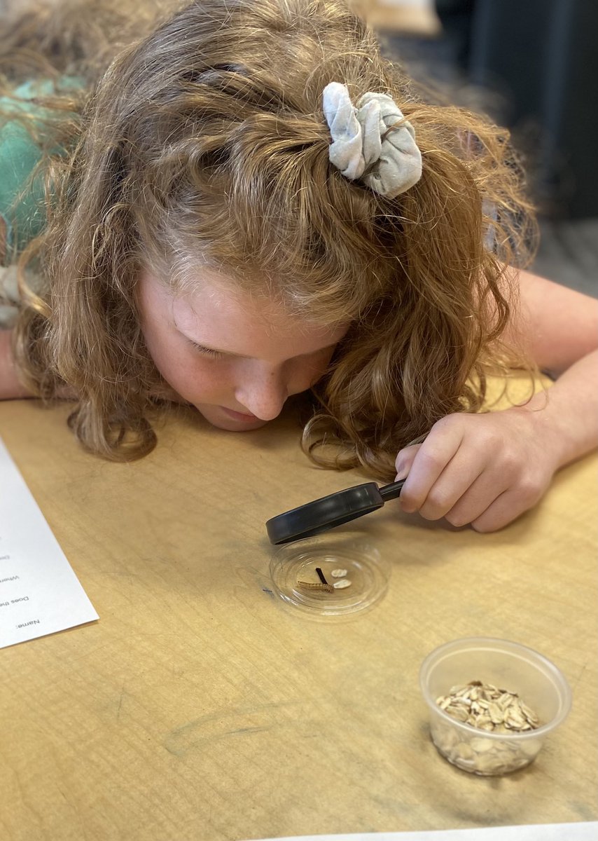 MrsKBurris's tweet photo. 4th grade received mealworms today to observe their life cycle! #lifecycles #Science https://t.co/TYsLZnRBQ7
