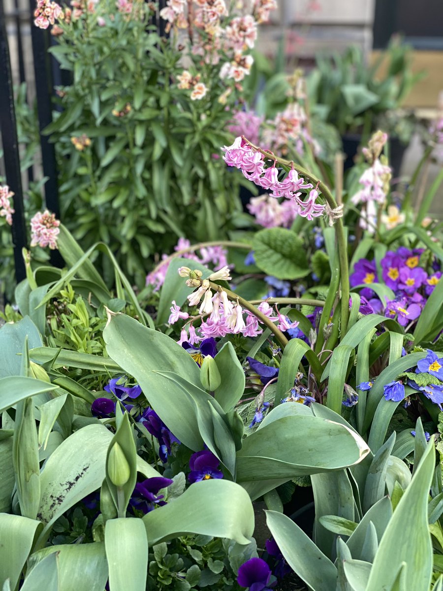 Spring doing its thing, in Portobello &amp; Edinburgh