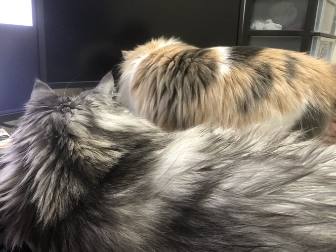 メインクーンのtwitterイラスト検索結果 古い順