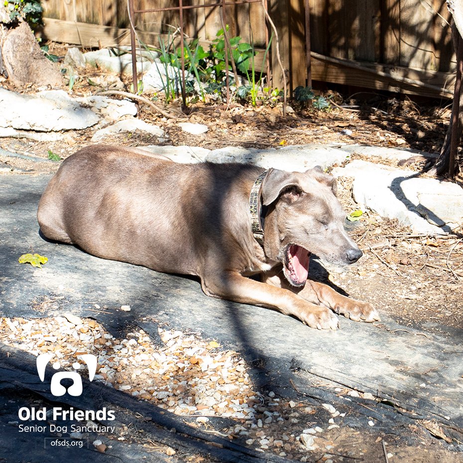 oldfriendssds's tweet photo. "All this sunshine has worn me out! I think I will go in for a little pick-me-up!"- Tank
#ofsds #ofsdstank #seniordogs #ofsdsdinnertime https://t.co/yQT4XwqY21
