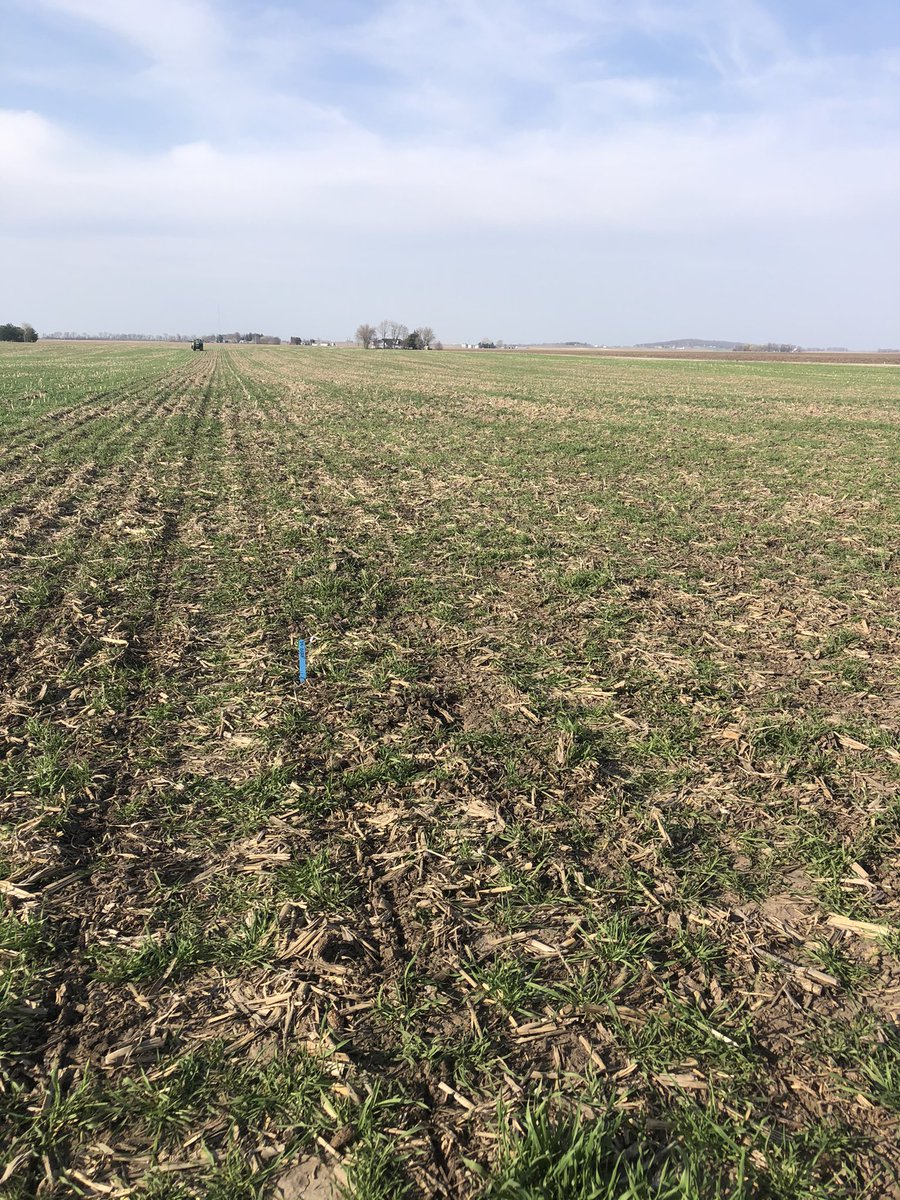First BRANDT Community Trial of 2021 being planted. Soybean plot being planted in to cereal rye cover crop - Sangamon Co, IL.