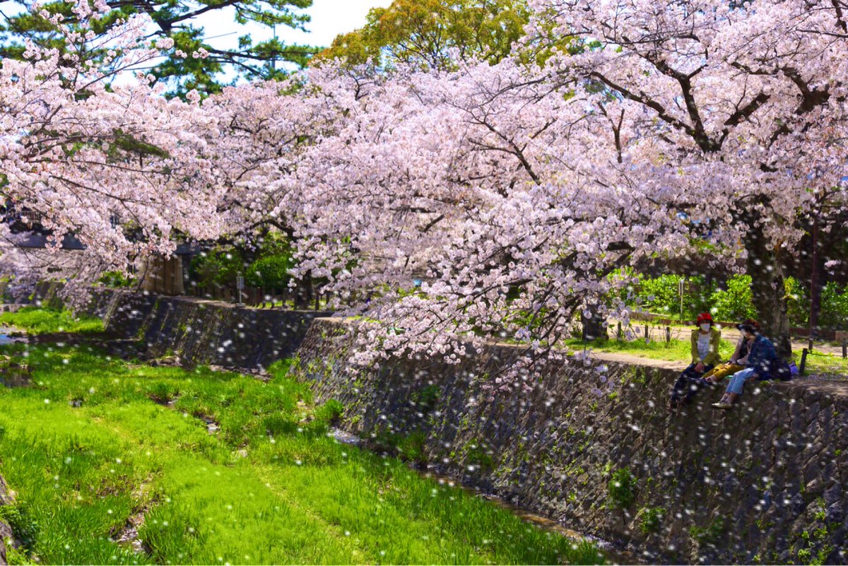 桜吹雪 桜吹雪