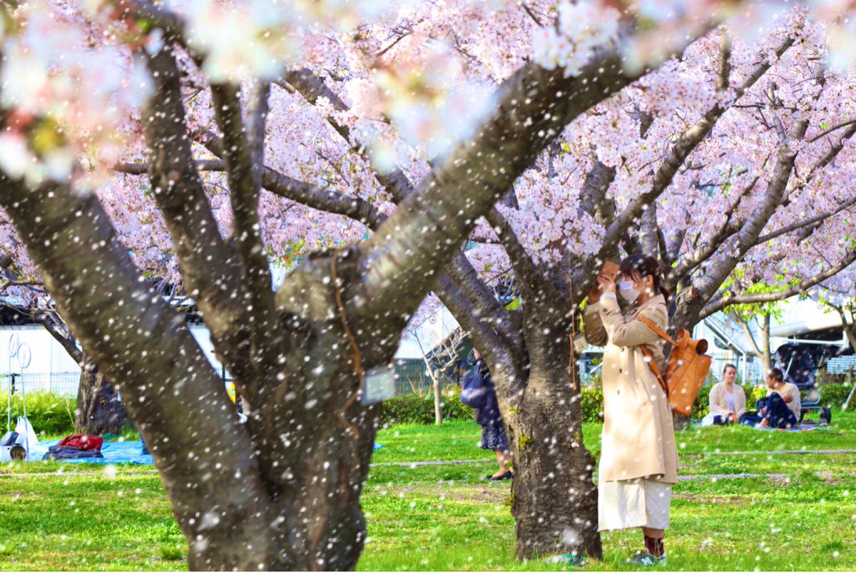 桜吹雪 桜吹雪