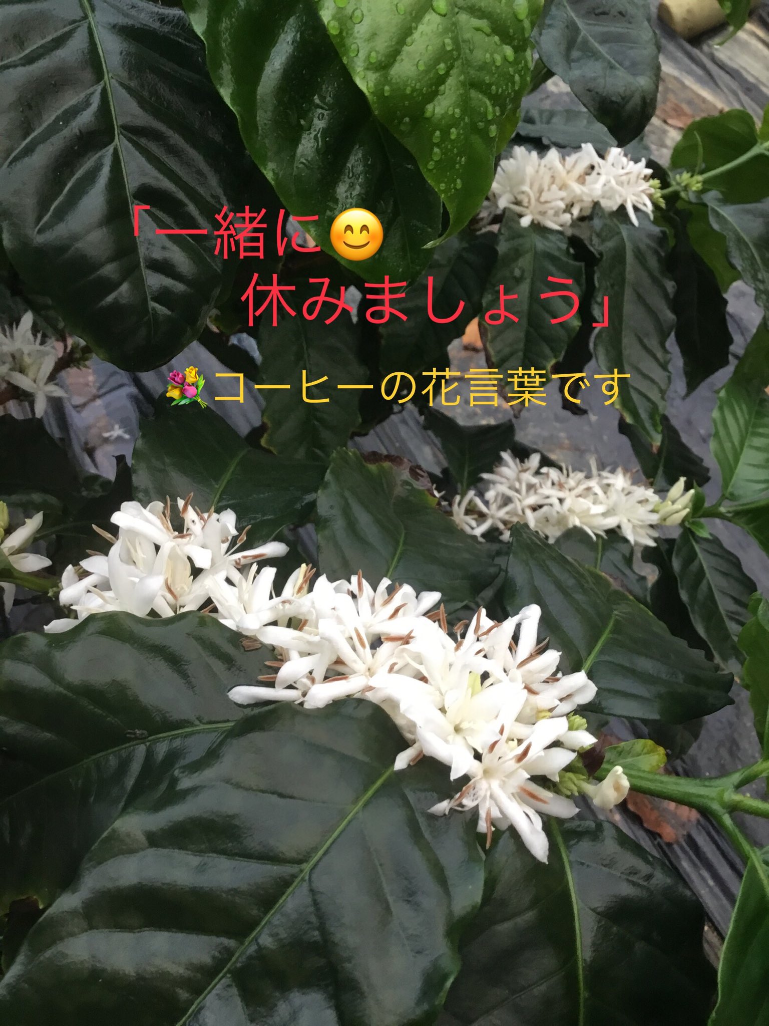 沖縄コーヒー畑 Twitter Search Twitter