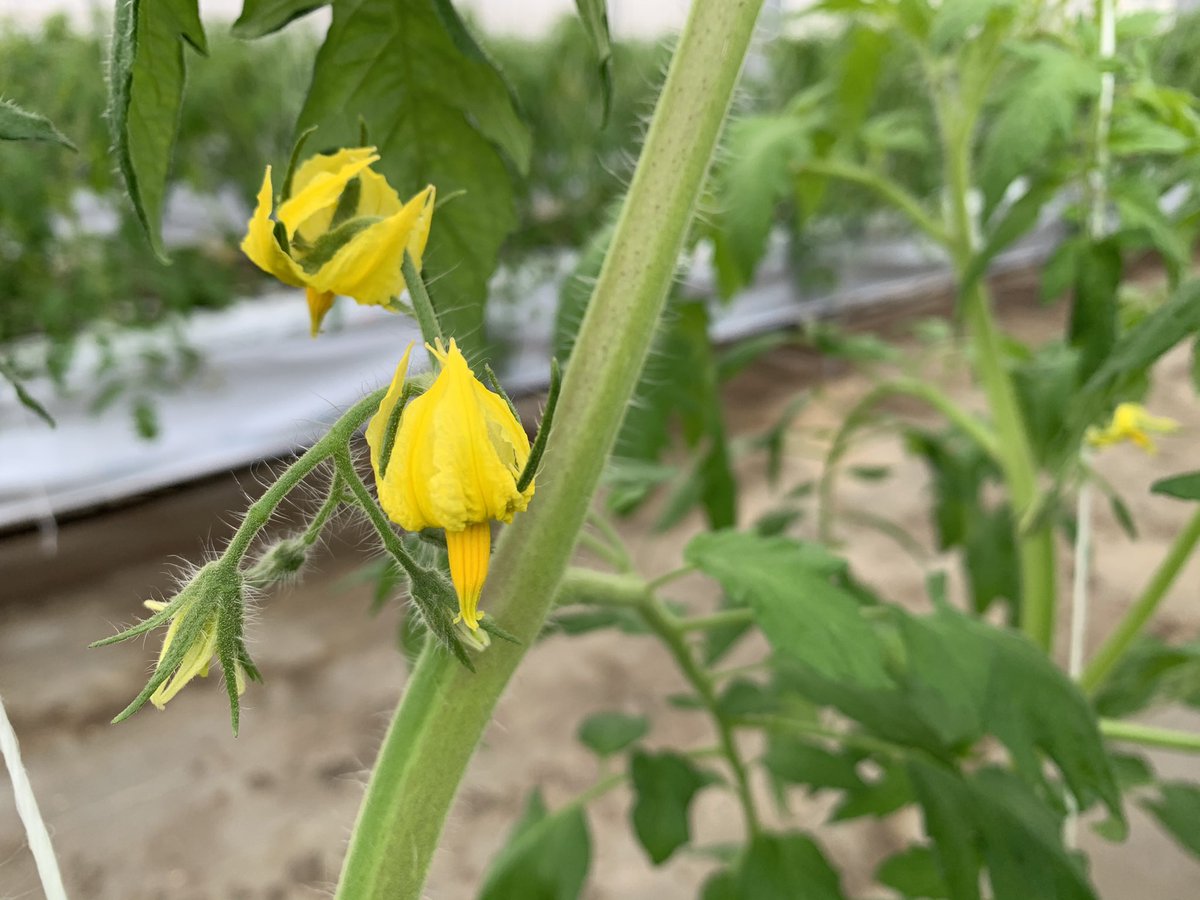 Aya フレッシュファクトリー 長野でトマトのハウス栽培 ハウス内トマトの1段目の花が開花しました トマトの花言葉は 感謝 です 素敵ですね 順調に育ちますように 田中 トマト トマト農家 花言葉 トマト好き 桃太郎トマト 長野県 中野市