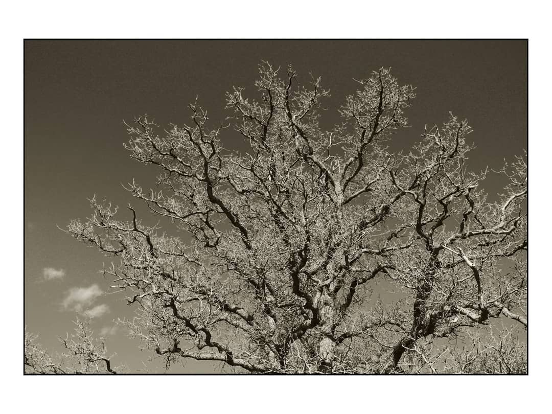 andrewhiggins1's tweet photo. Trees, sky and shadows. 
Seen on my walk today, the light was great, the feet were aching, good to be getting the miles in.
#wherelumixgoes #lumixGX9 #lumix1445mm #monolandscape #bnw_photography #lightandshadow…

📸 https://t.co/lExwsSF3am via https://t.co/jtqyFDojY7 https://t.co/nCcZ1GG99S