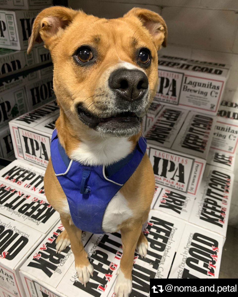 lagunitasbeer's tweet photo. Mondays aren’t that bad when your beer rep is this good. #gooddog #beerspeaksdogsdrool #Lagunitas https://t.co/momVsGH6SK