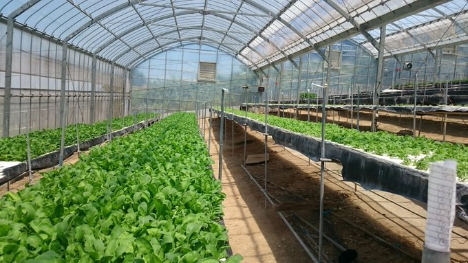 BabyleafNo1's tweet photo. 1種類100ｇが単位です。
10単位合計１kgになるようにご自由に選べます。
毎週、赤系のベビーリーフだけご注文のレストランもございます。
料理が映えて、おいしくて、お客様にとても好評です。
給与デジタル払いになったらお店の対応どうなるのだろう？

 #ベビーリーフ #イタリアン  #おは戦30406ak https://t.co/Yy8aR4FHoJ