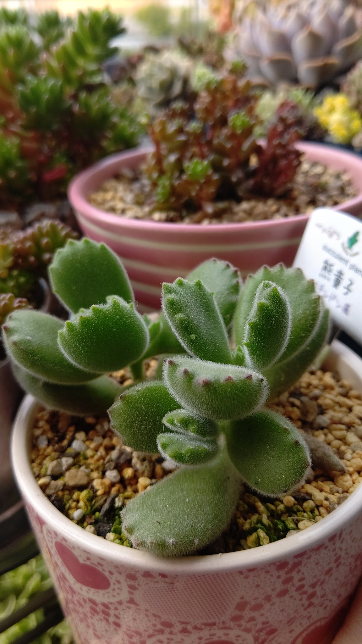 ゆりさん 熊童子 とソマちゃんの可愛いお手手 あ 癒されるわぁ 多肉植物 多肉 猫 猫好き T Co Pkeqktsohw Twitter