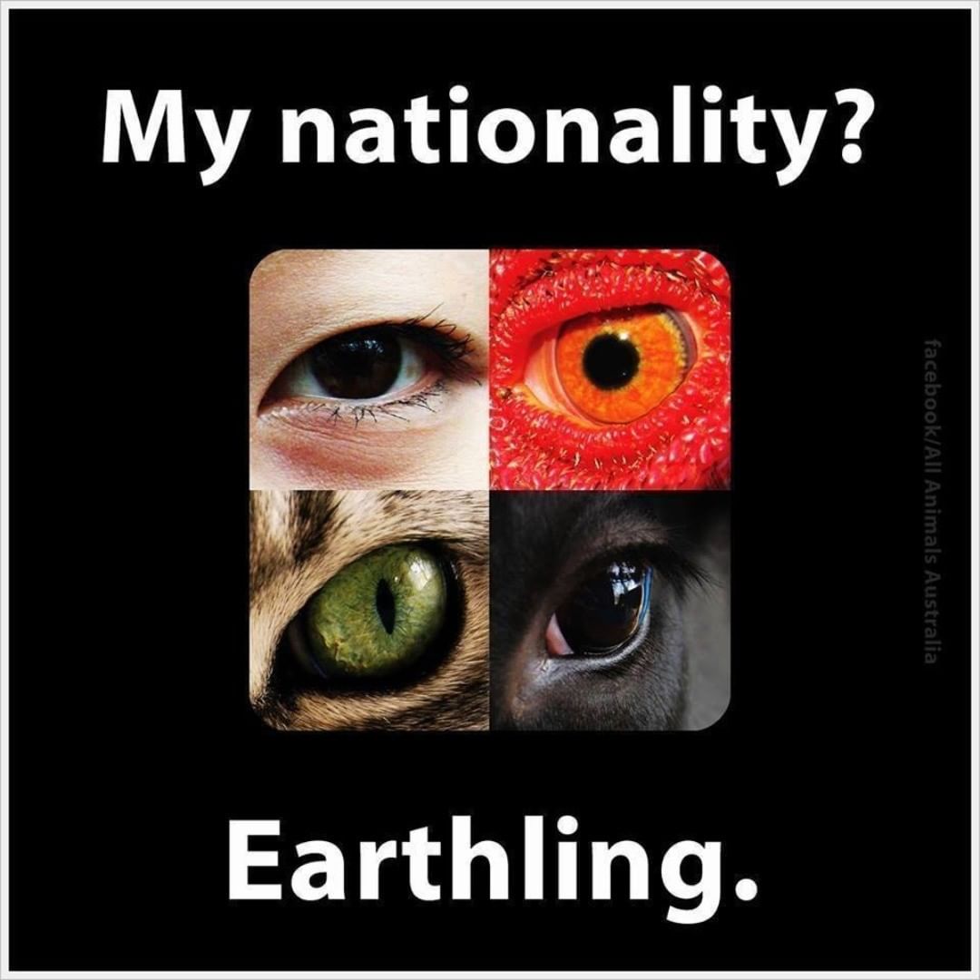 joerg7082's tweet photo. #Tellin
#Massentierhaltung
#Fleischindustrie
#Fleisch
#Vegan
#VeganOrganicNetwork
" Solange es Schlachthäuser gibt, wird es auch Schlachtfelder geben". Leo Tolstoi

„Es ist die Anonymität unserer Tieropfer, die uns taub macht für ihre Schreie.“ 
Luise Rinser https://t.co/3SlGyqUV8c