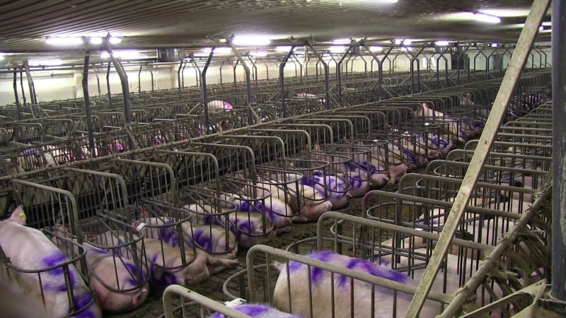 joerg7082's tweet photo. #Tellin
#Massentierhaltung
#Fleischindustrie
#Fleisch
#Vegan
#VeganOrganicNetwork
" Solange es Schlachthäuser gibt, wird es auch Schlachtfelder geben". Leo Tolstoi

„Es ist die Anonymität unserer Tieropfer, die uns taub macht für ihre Schreie.“ 
Luise Rinser https://t.co/3SlGyqUV8c