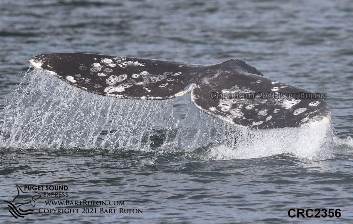 SeattleBBA's tweet image. It's Spring - which means it's also gray whale season in Puget Sound! Our latest blog posts has information on Seattle's closest whale-watching opportunity - and they're year-round! lodginginseattle.com/blog/2021/04/a…