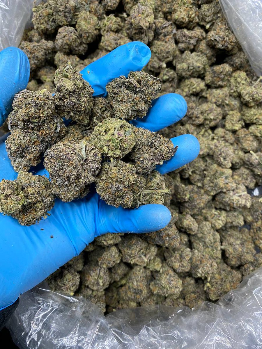 jamespluger's tweet image. #weedusa #weed #weedporn #bhfyp #cannabis #weedcanada #cannabiscommunity #thc #bcn #weedlifestyle #stoner #weedaustralia #weedrd #weedcolombia #stoned #thcweed #pr #prweed #stonerrd #cannabis #MSOGang #research #kursatayvatoglu #kursatayvatoglu #